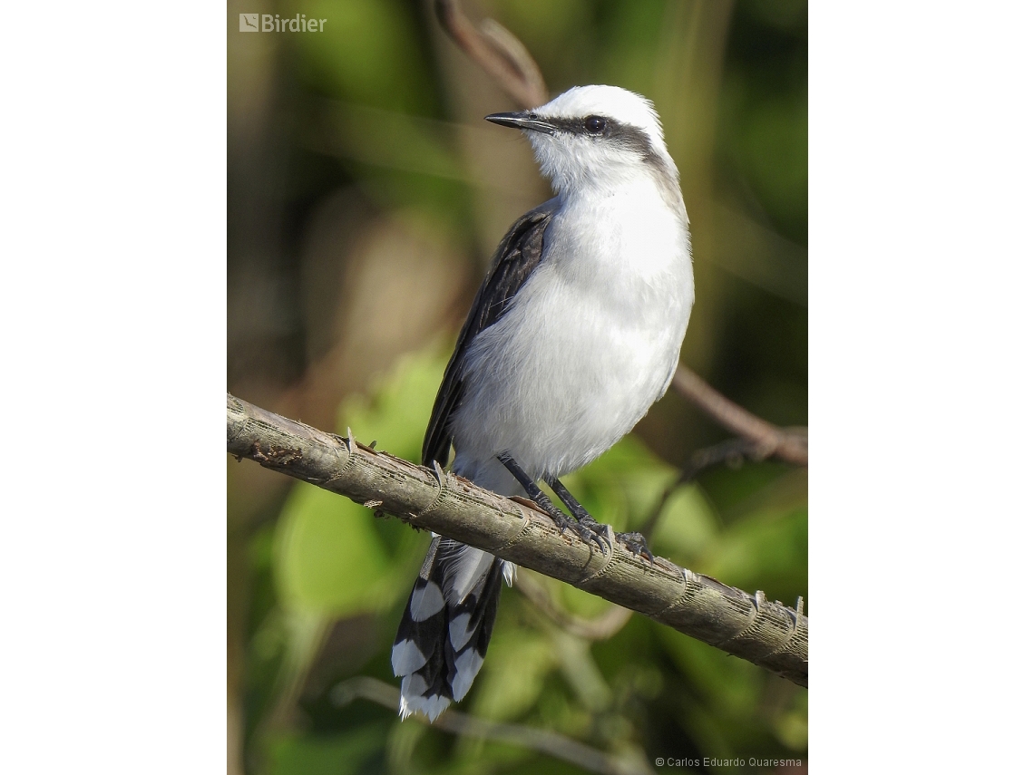 Fluvicola nengeta