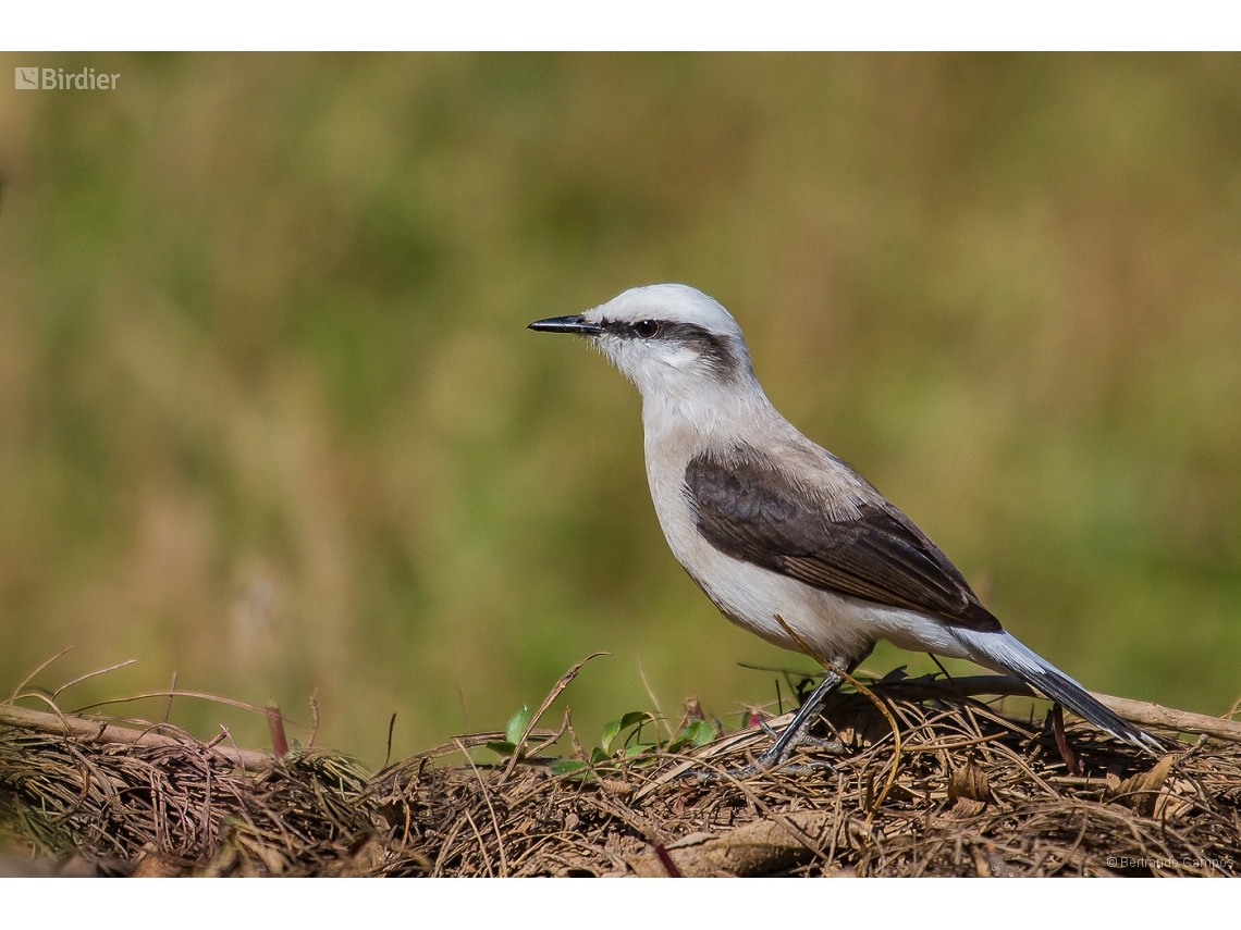 Fluvicola nengeta