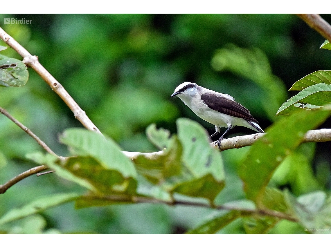 Fluvicola nengeta