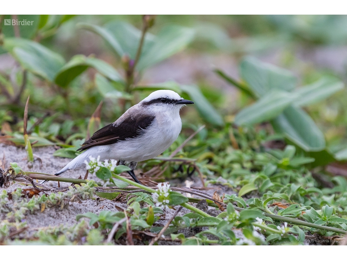 Fluvicola nengeta