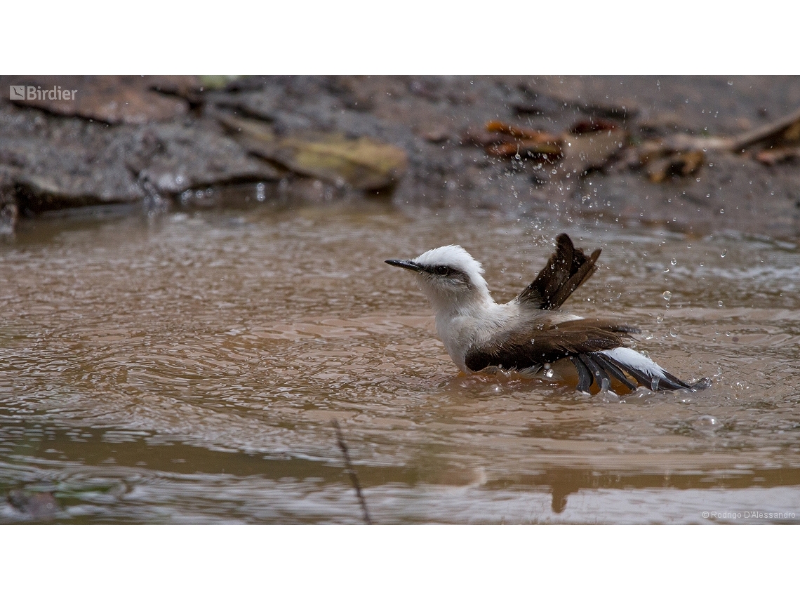 Fluvicola nengeta