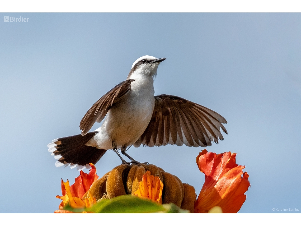 Fluvicola nengeta