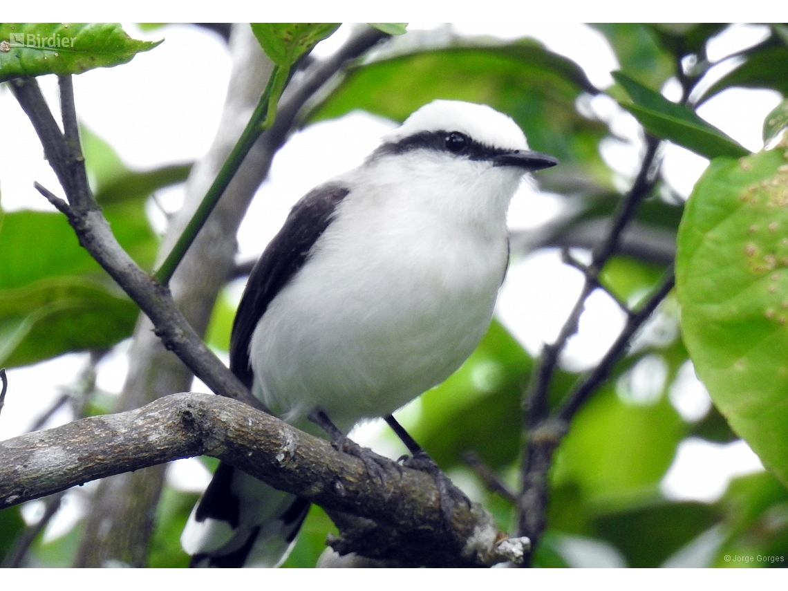 Fluvicola nengeta