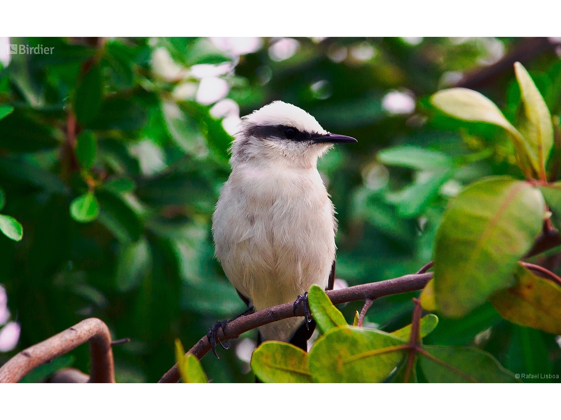 Fluvicola nengeta