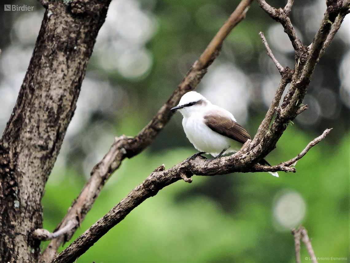 Fluvicola nengeta