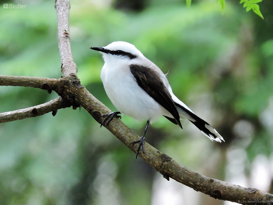 Fluvicola nengeta