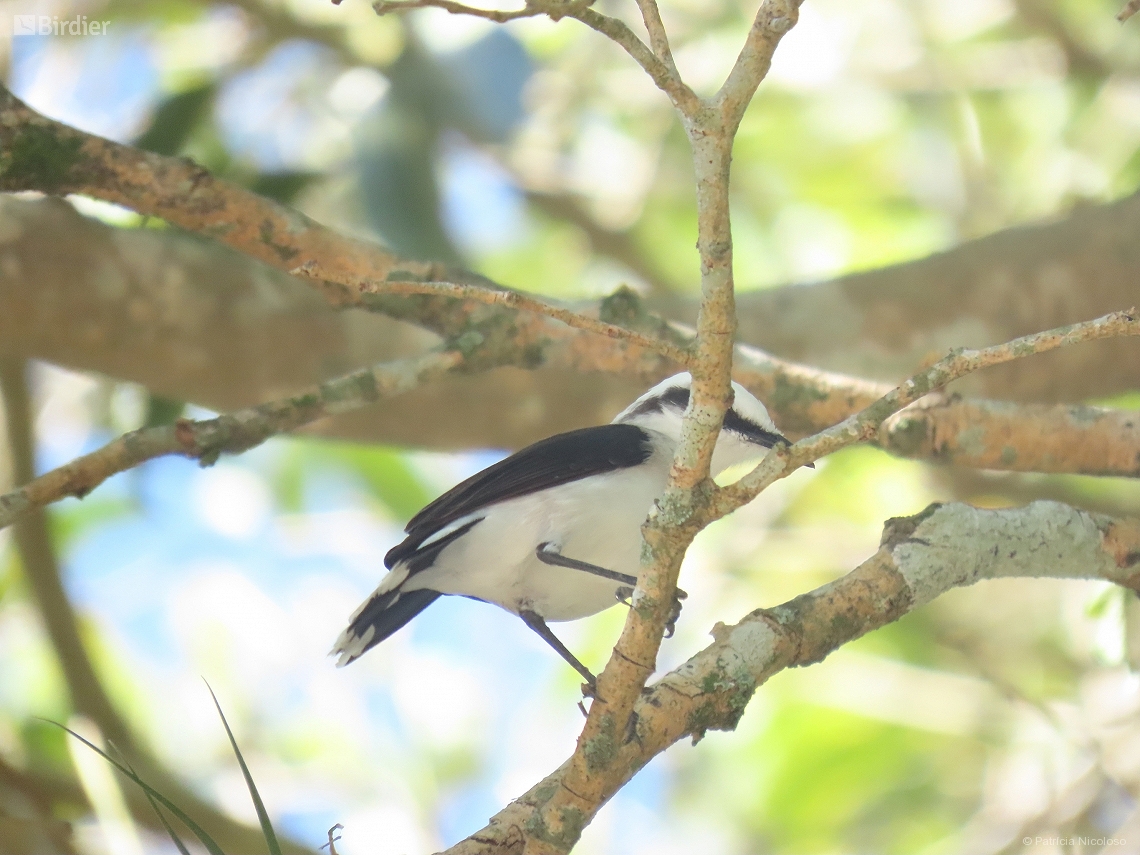 Fluvicola nengeta