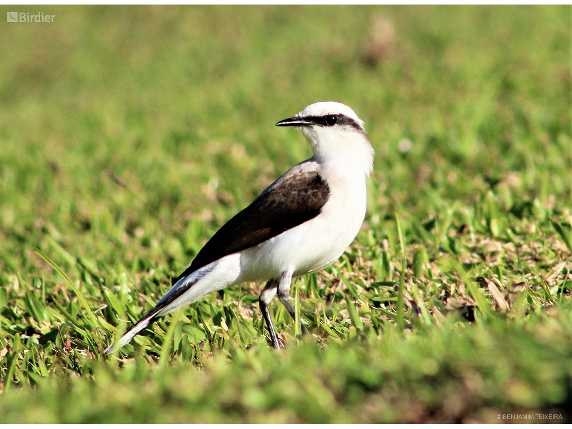 Fluvicola nengeta