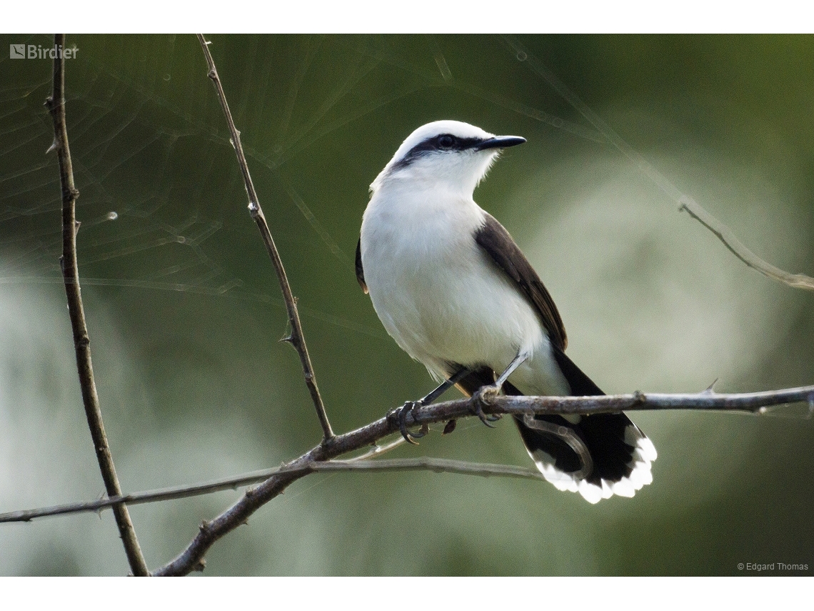 Fluvicola nengeta