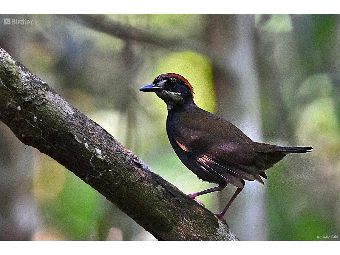 Formicarius colma