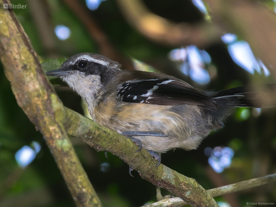 Formicivora littoralis