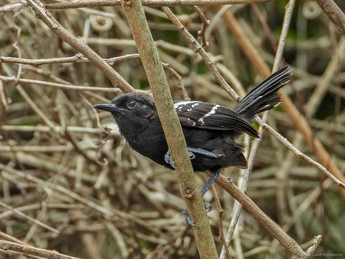 Formicivora serrana (Serra Antwren) by David Steinwender • Birdier