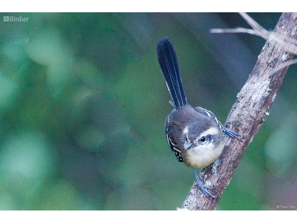 Formicivora melanogaster