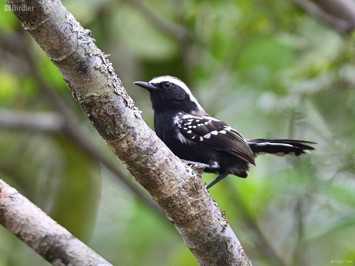 Formicivora melanogaster