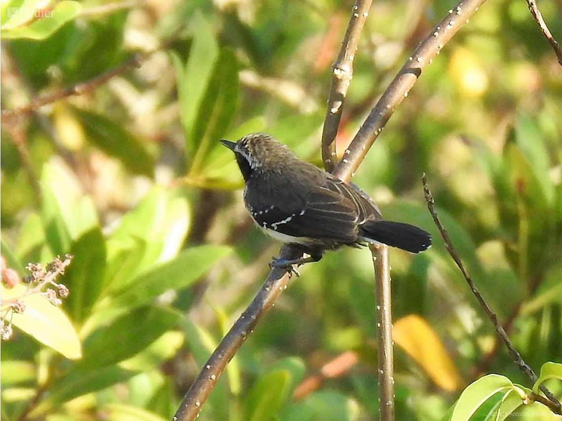 Formicivora melanogaster