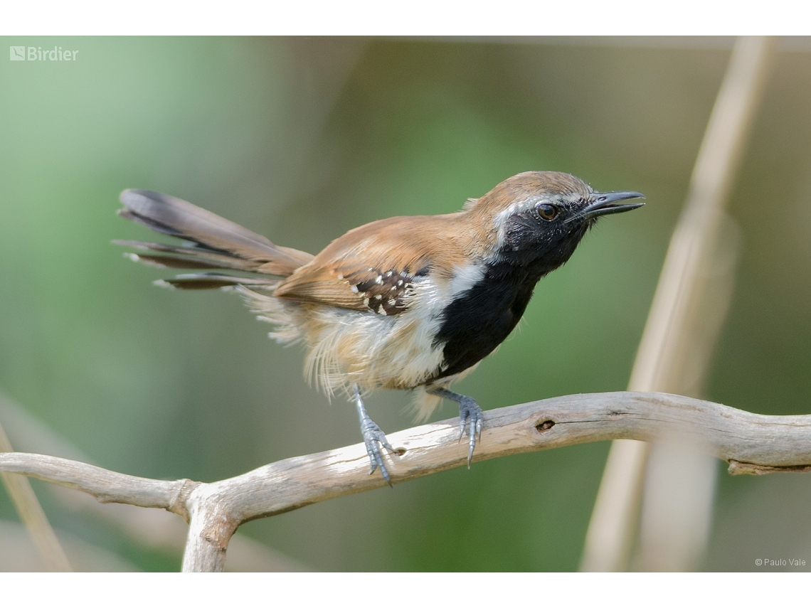 Formicivora rufa