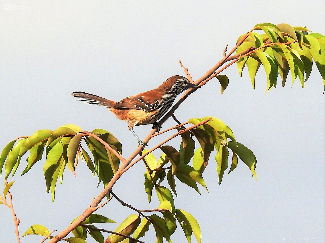 Formicivora rufa