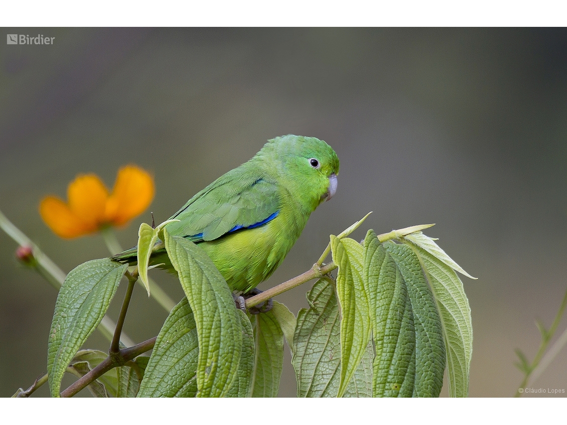 Forpus Xanthopterygius Cobalt rumped Parrotlet By Cl udio Lopes Birdier forpus-xanthopterygius-cobalt-rumped-parrotlet-by-cl-udio-lopes-birdier