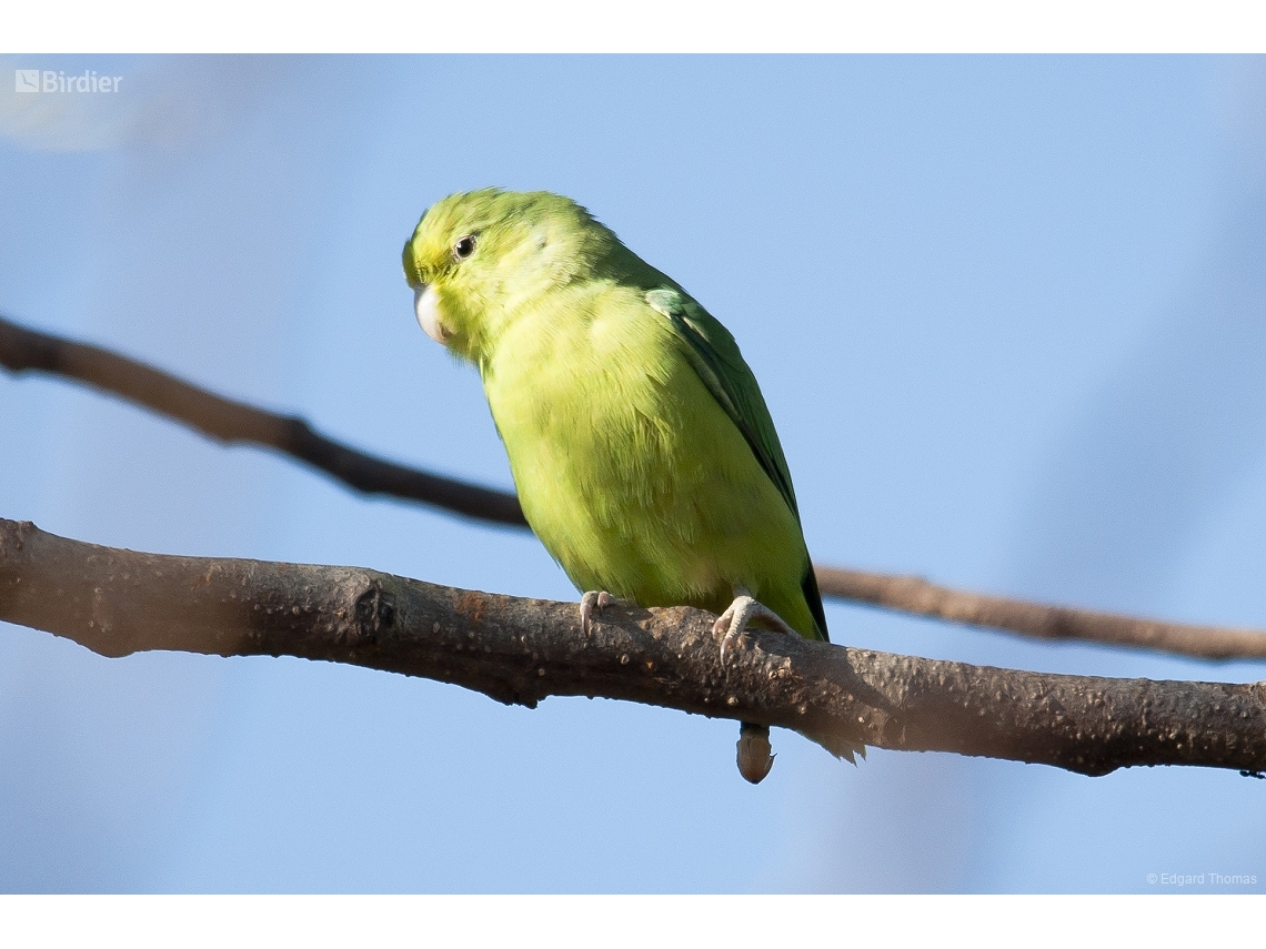 Forpus xanthopterygius