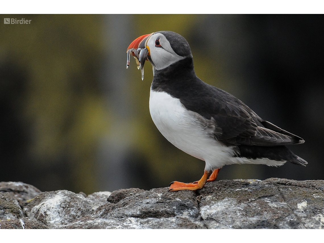 Fratercula arctica