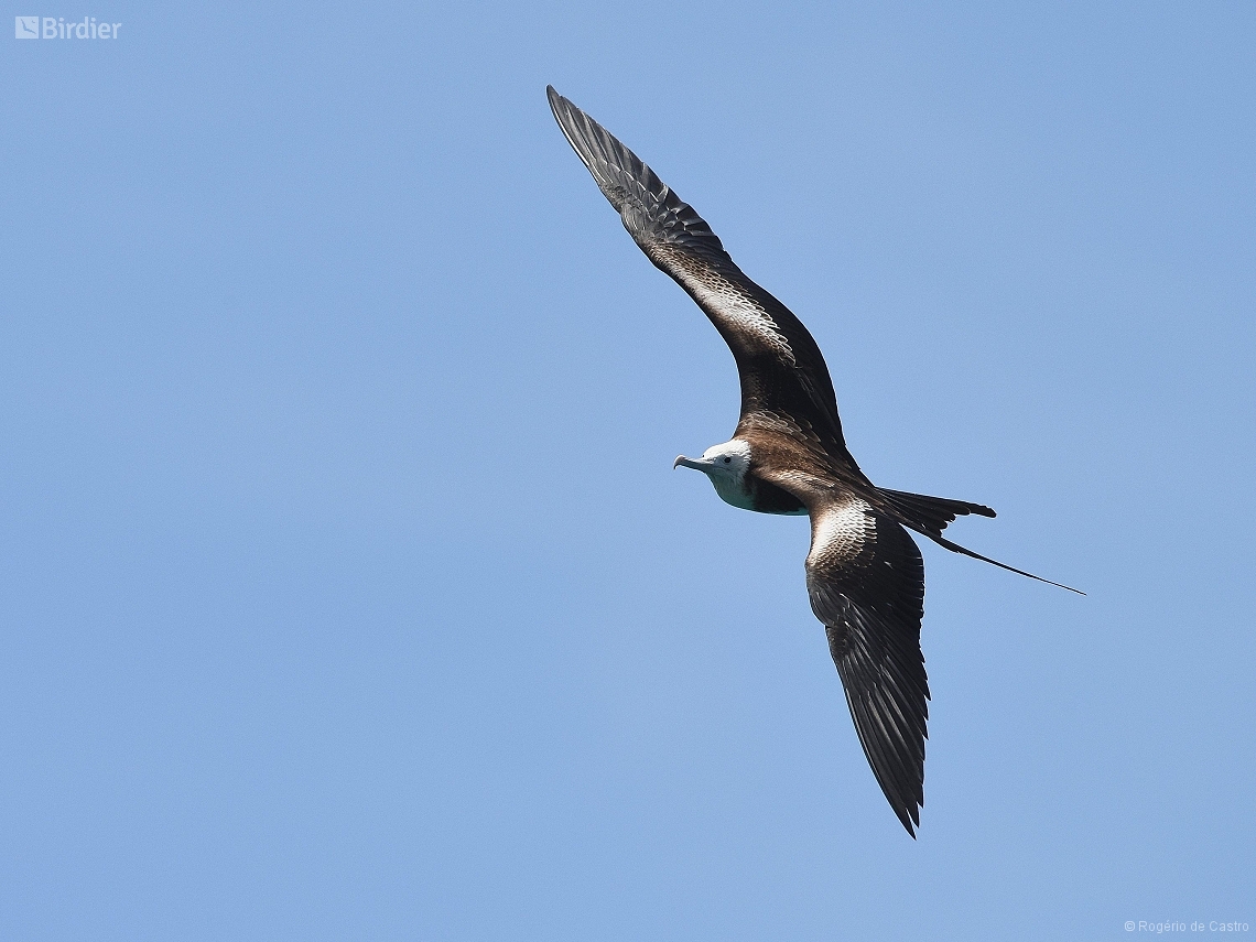 Fregata magnificens