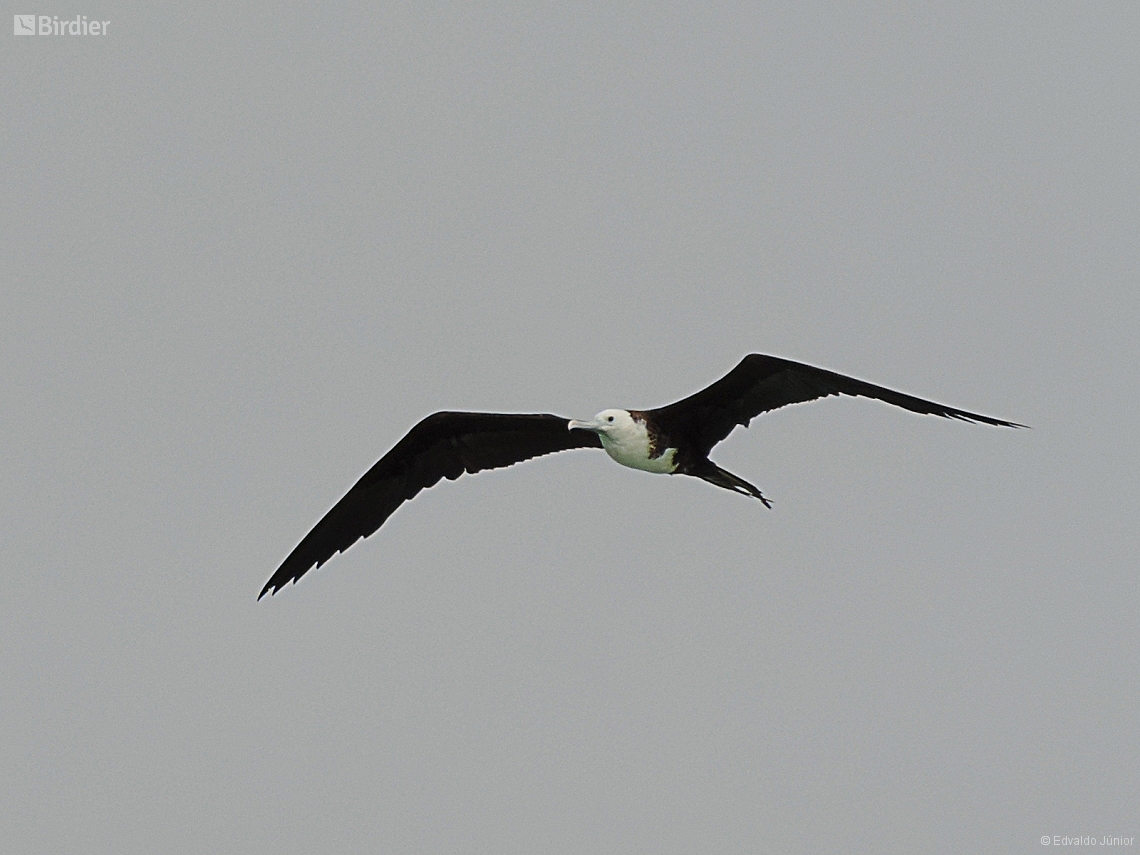 Fregata magnificens