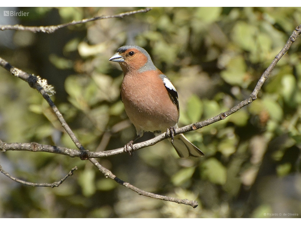 Fringilla coelebs