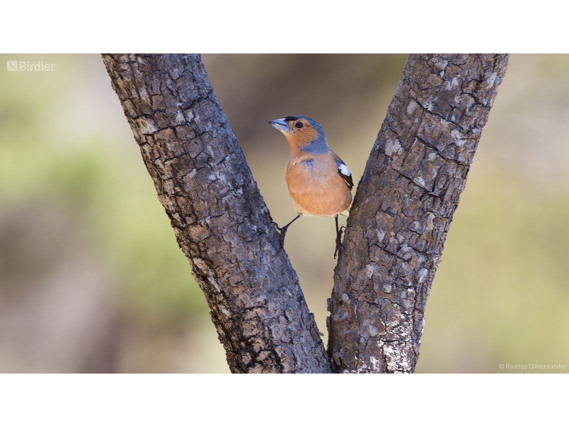 Fringilla coelebs