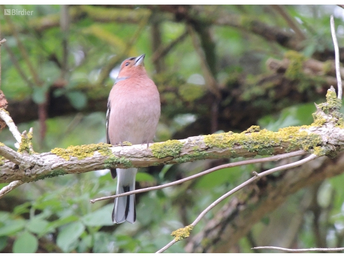 Fringilla coelebs