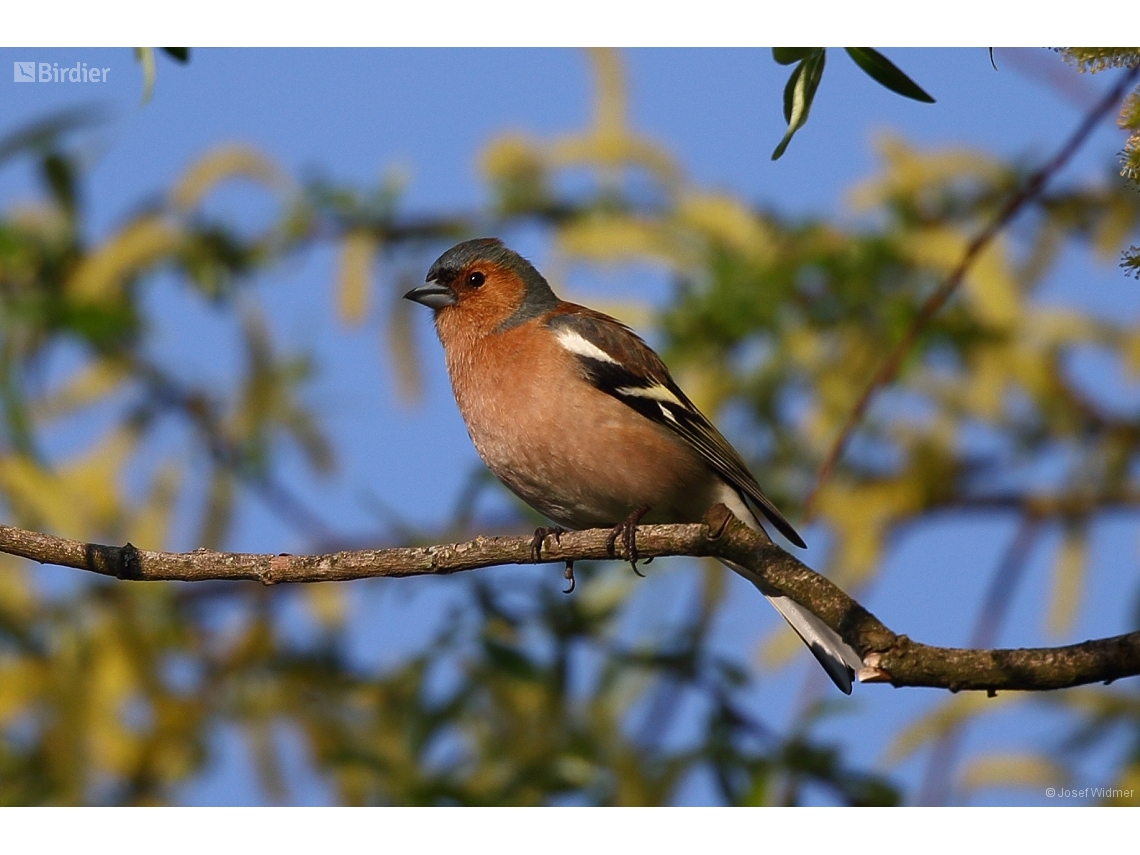 Fringilla coelebs