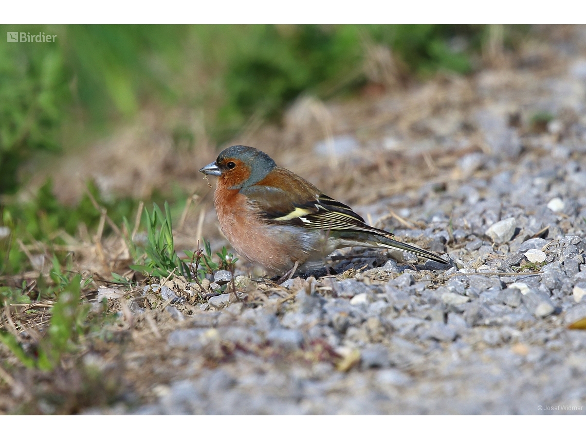 Fringilla coelebs