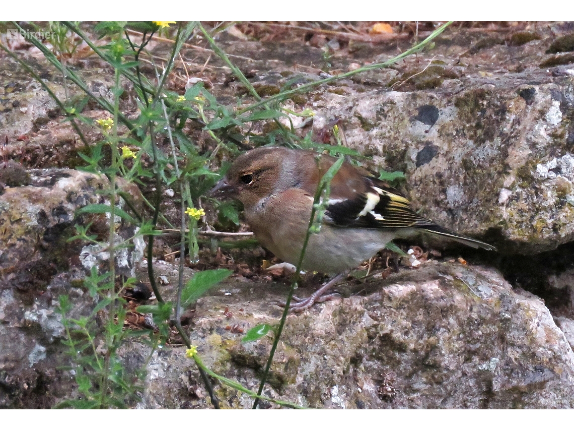 Fringilla coelebs