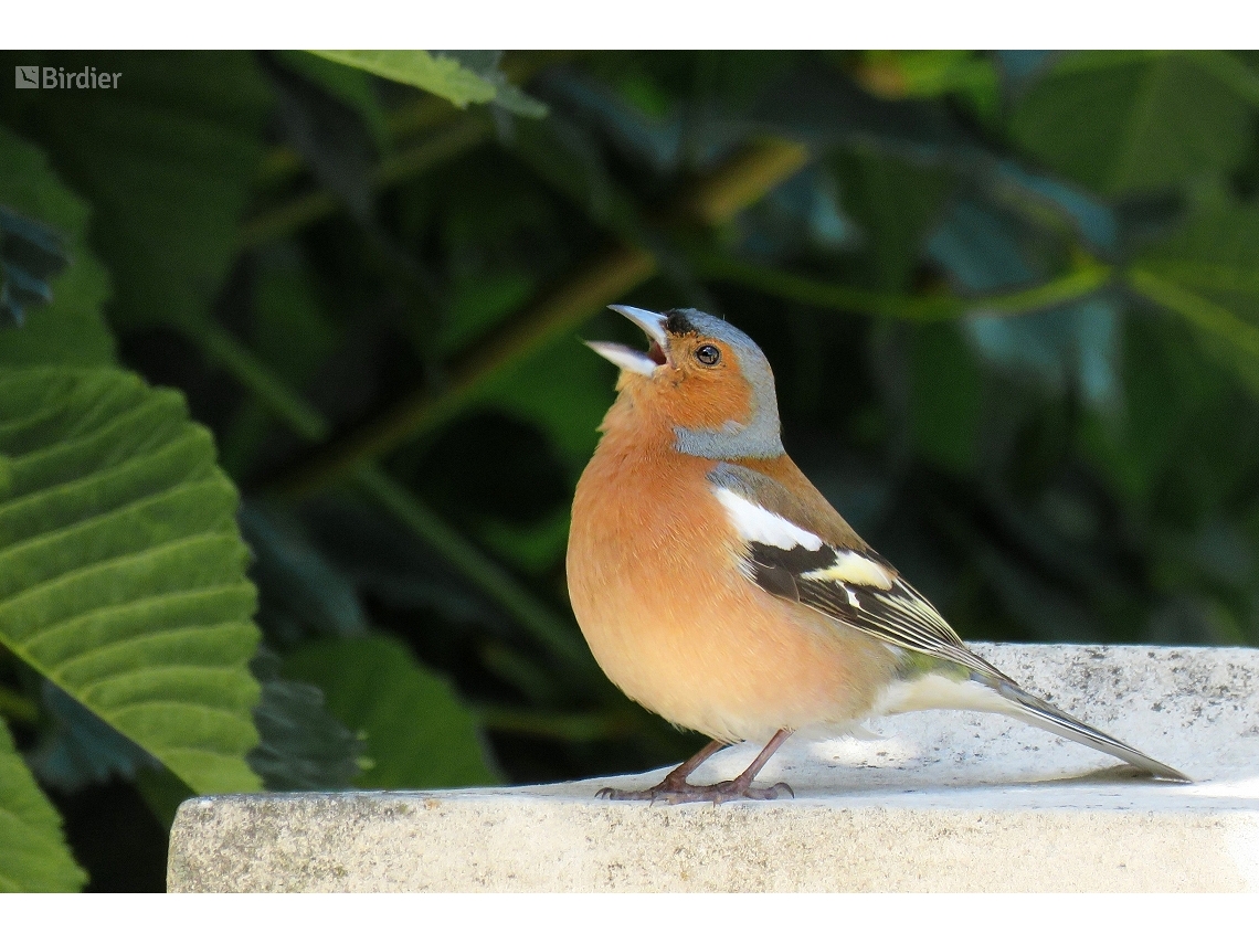 Fringilla coelebs