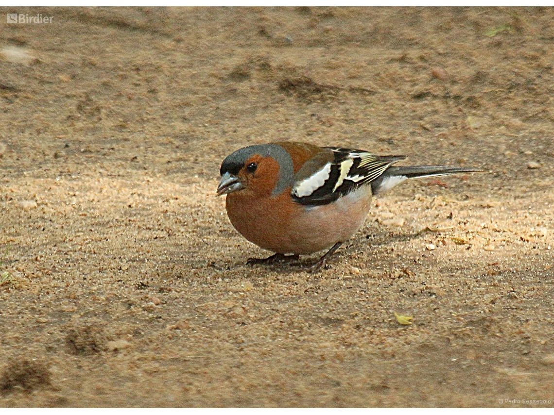 Fringilla coelebs