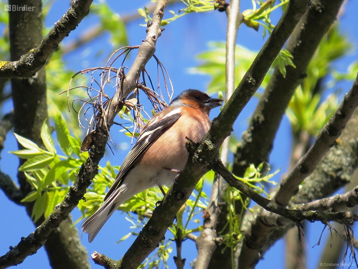 Fringilla coelebs