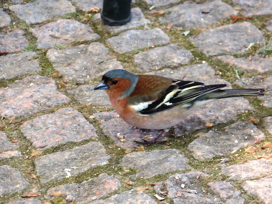 Fringilla coelebs