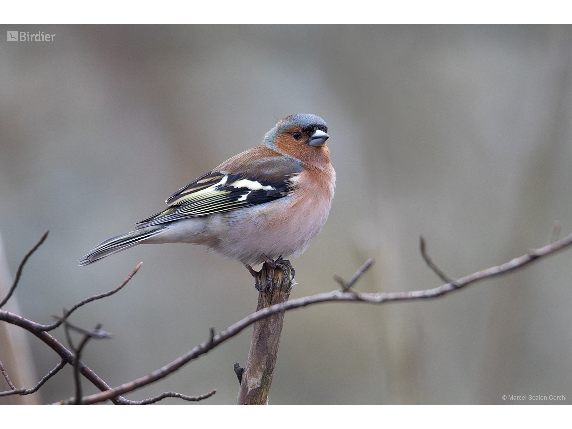 Fringilla coelebs