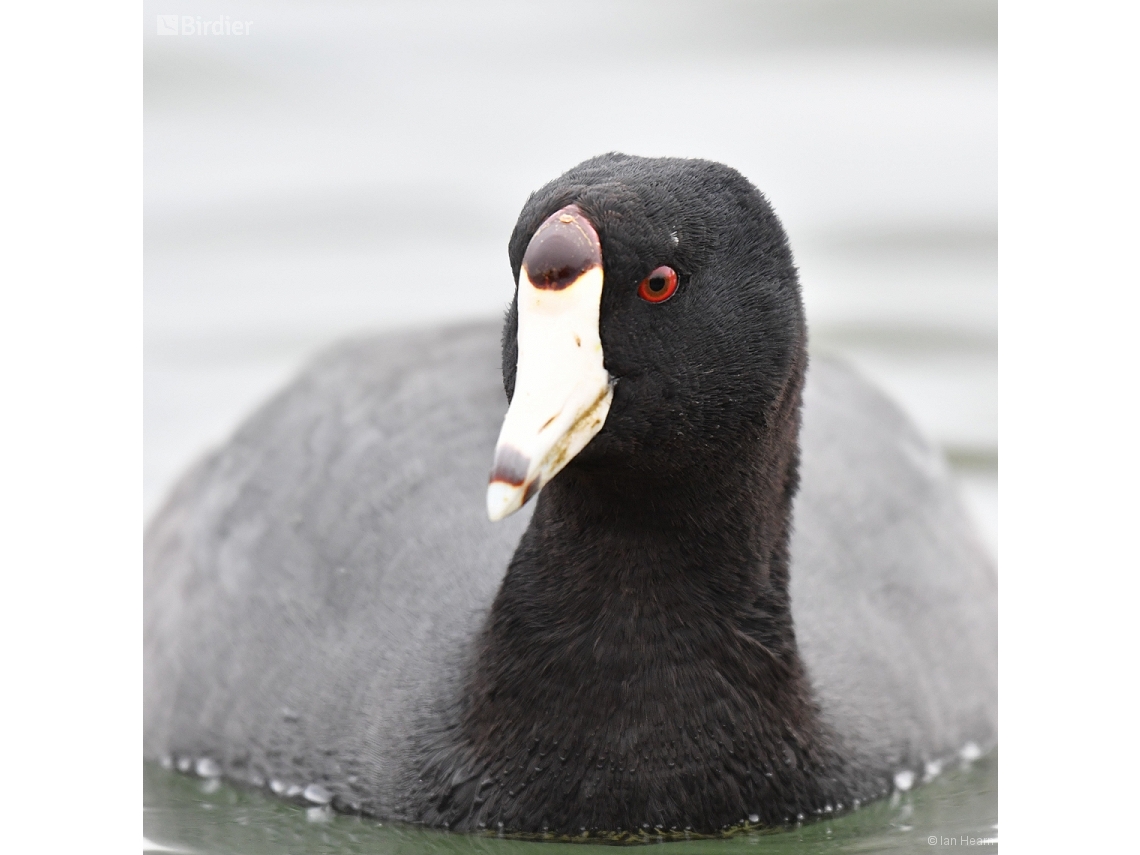 Fulica americana