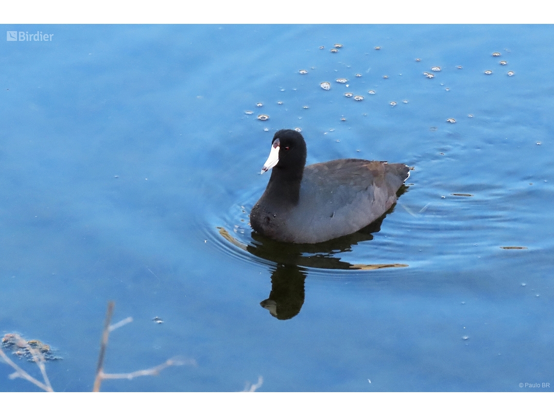 Fulica americana