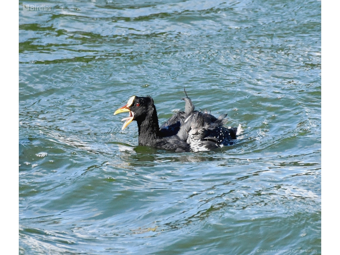 Fulica armillata