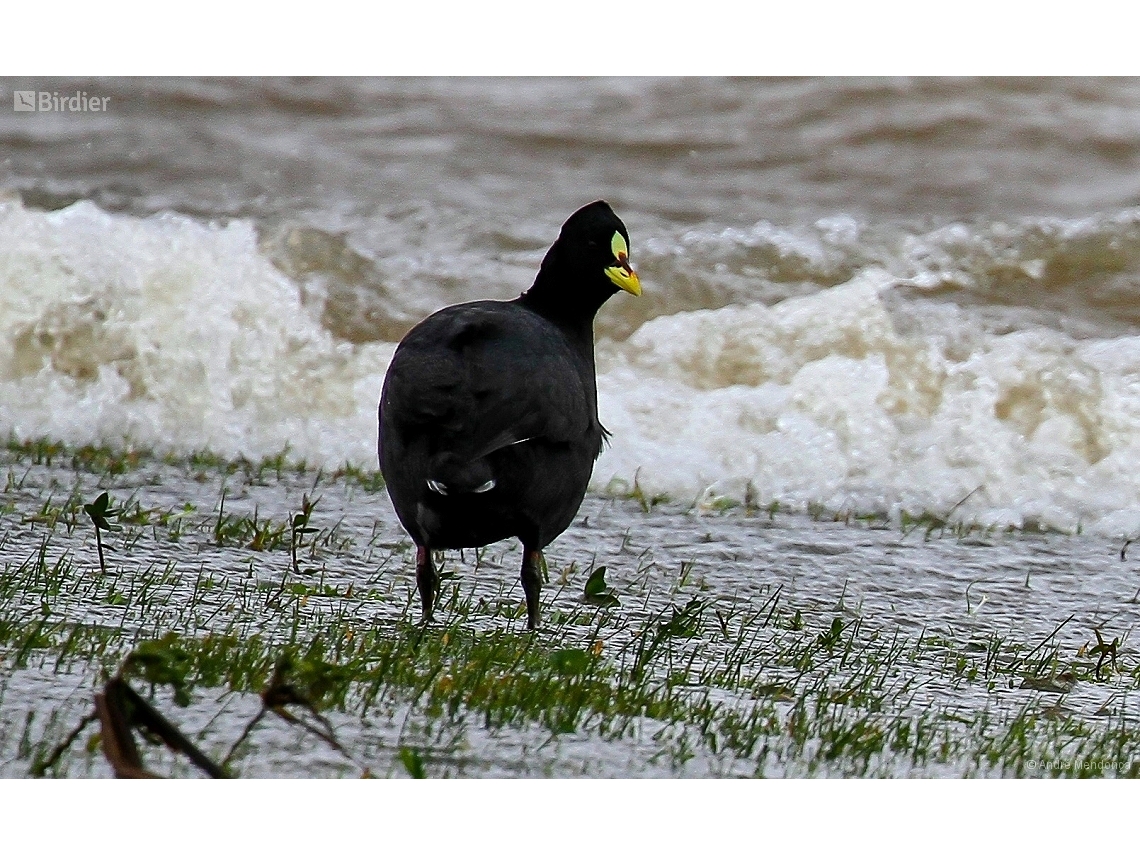 Fulica armillata