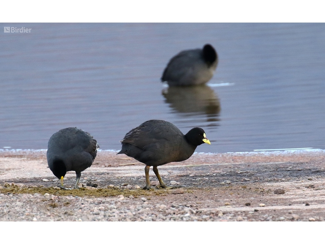 Fulica armillata