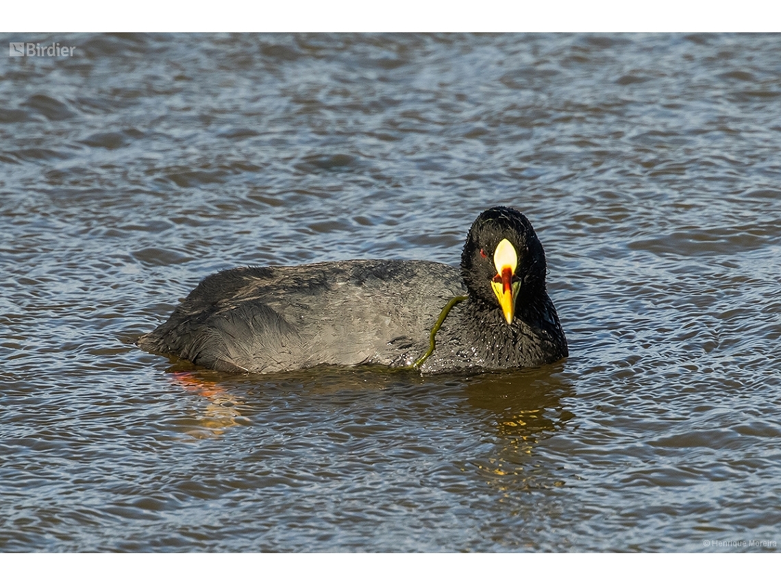 Fulica armillata