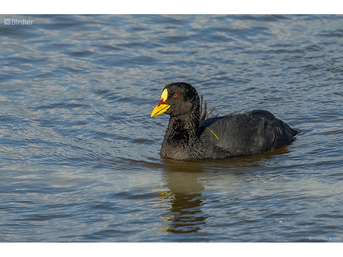 Fulica armillata