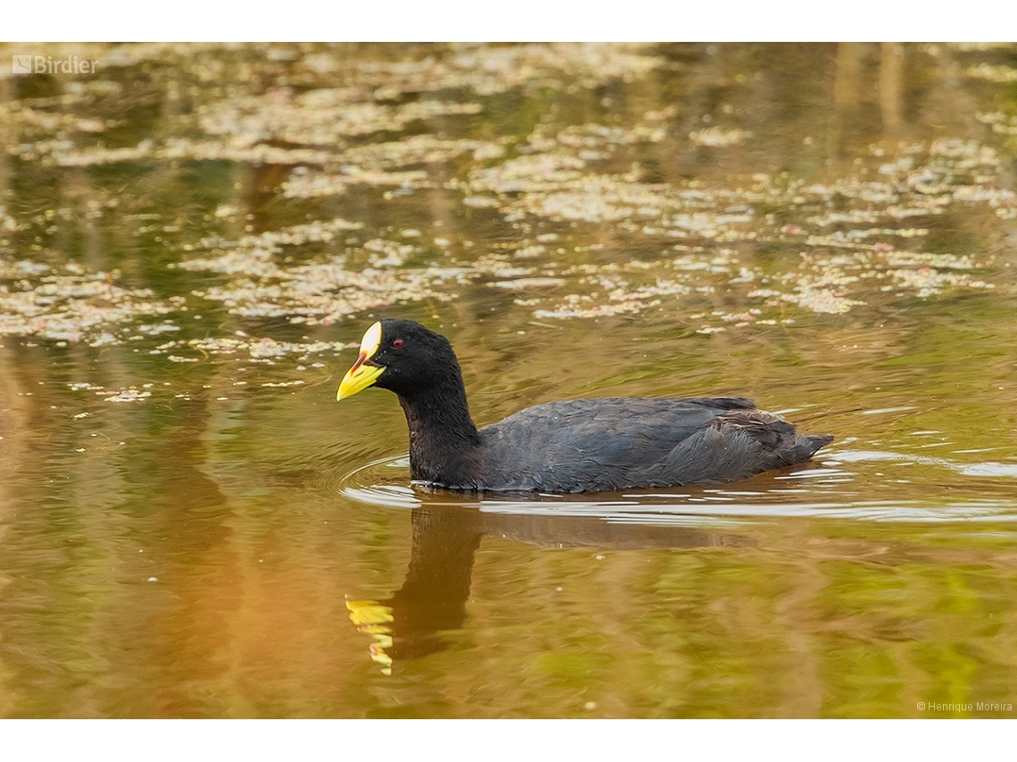 Fulica armillata