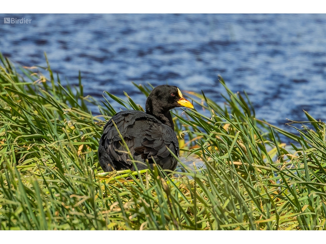 Fulica armillata