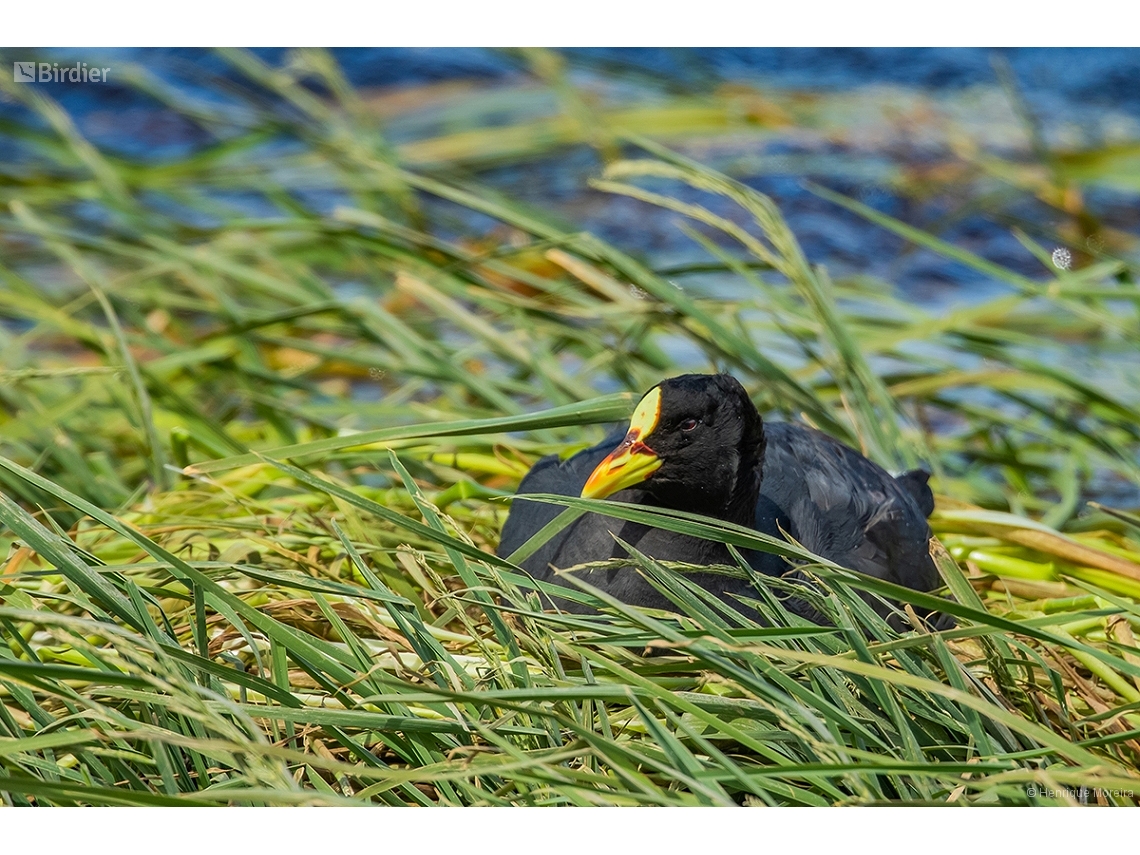 Fulica armillata