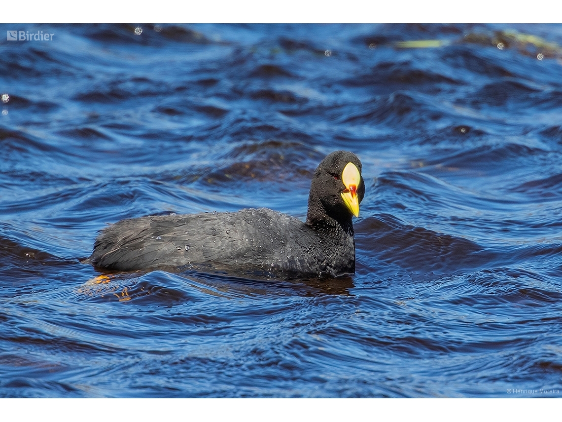 Fulica armillata