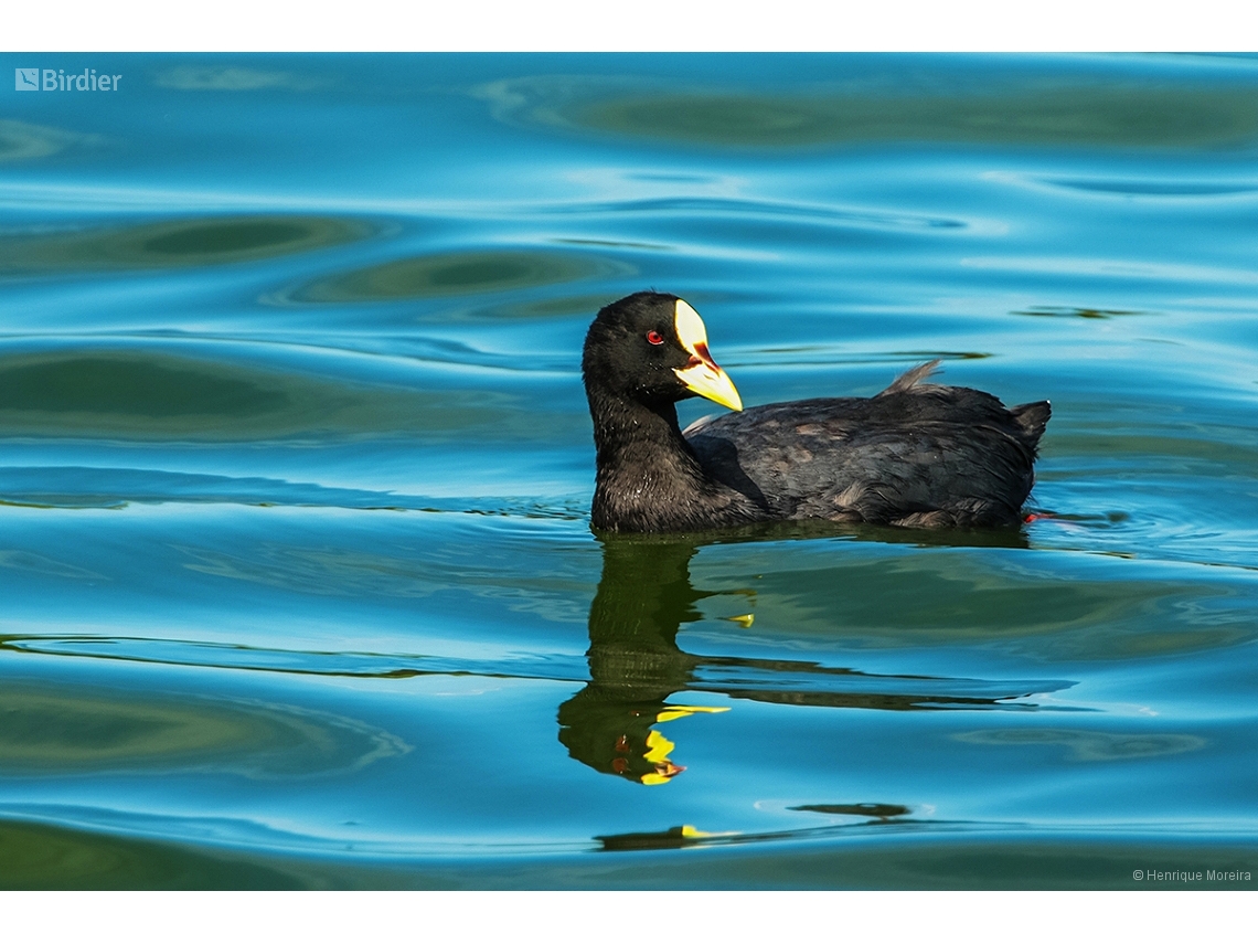 Fulica armillata