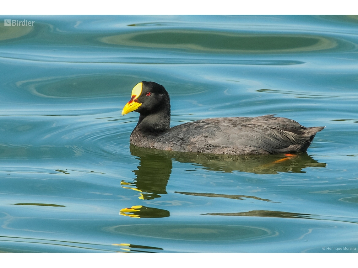 Fulica armillata